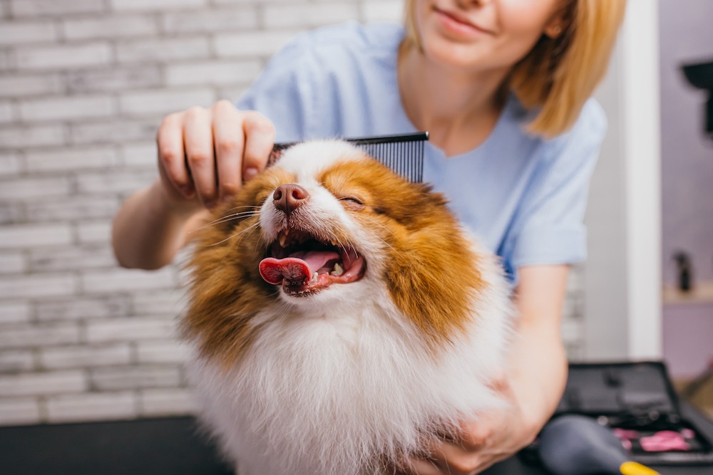 Do's And Don'ts For Grooming Your Dog At Home In Centurion