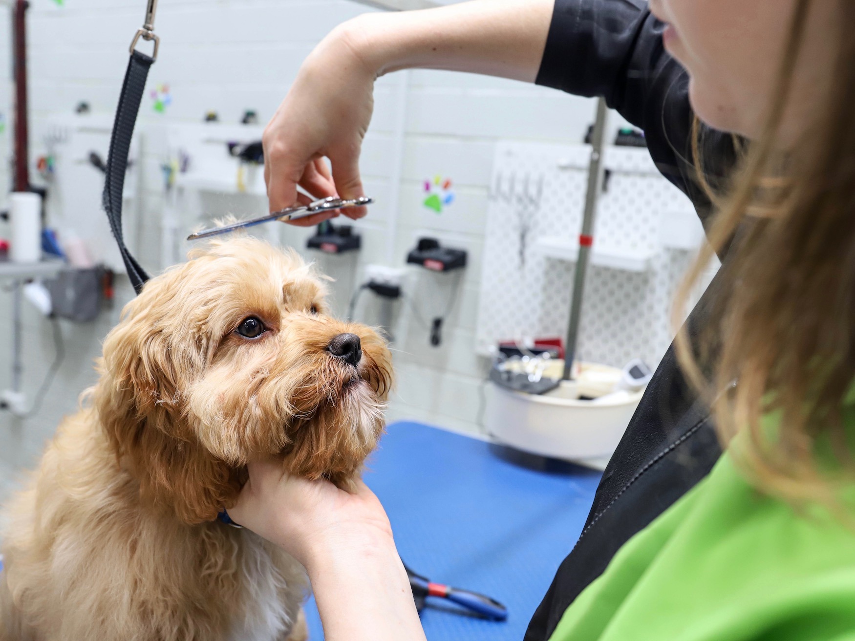 Everything You Need to Know About Mobile Dog Grooming in Centurion