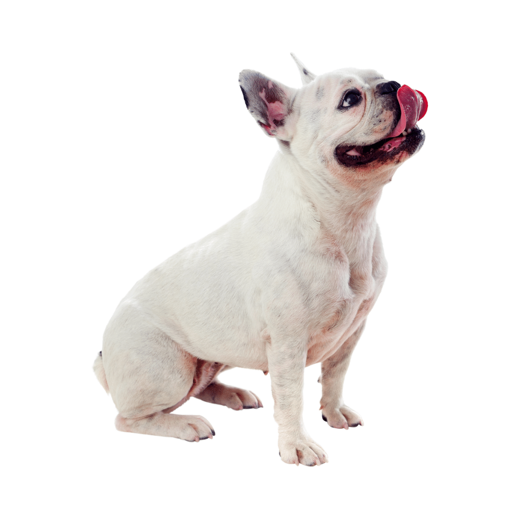Mobile Dog Groomers Centurion