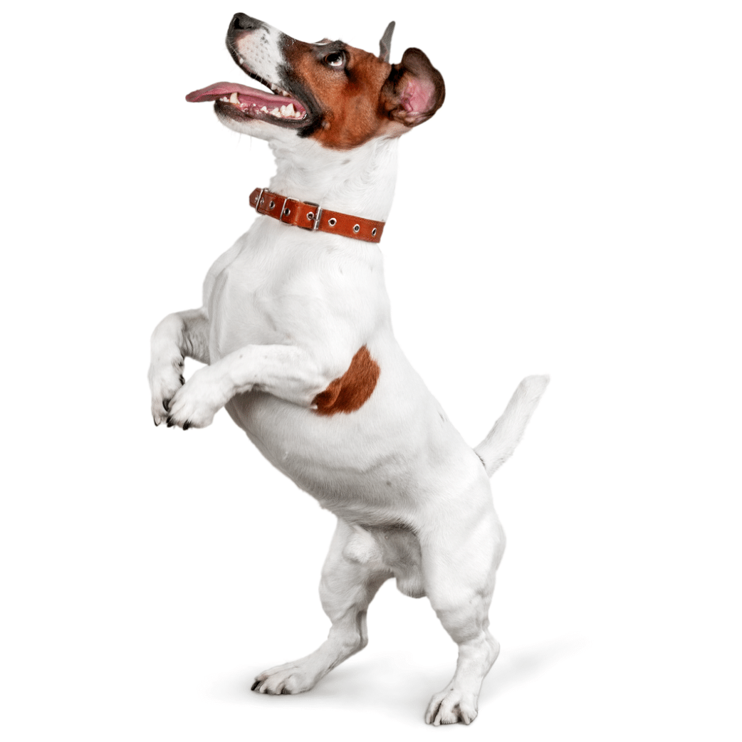 Mobile Dog Grooming Services Centurion