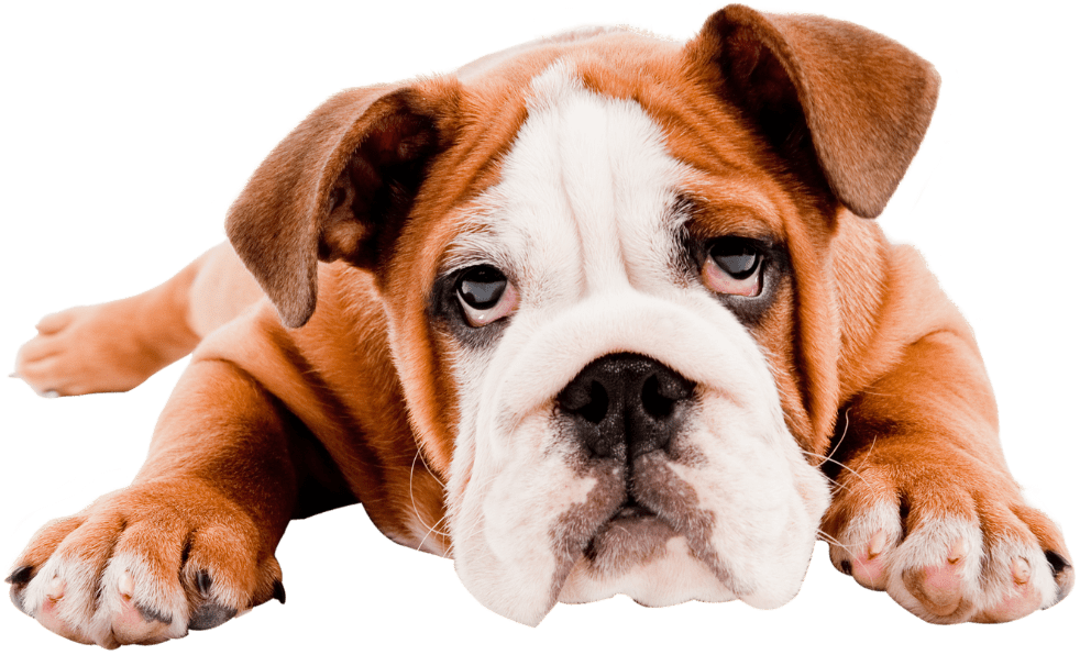 Mobile Dog Grooming Centurion